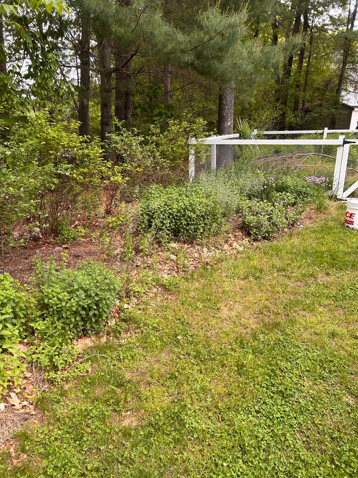Before: overgrown, weedy bed along fence line