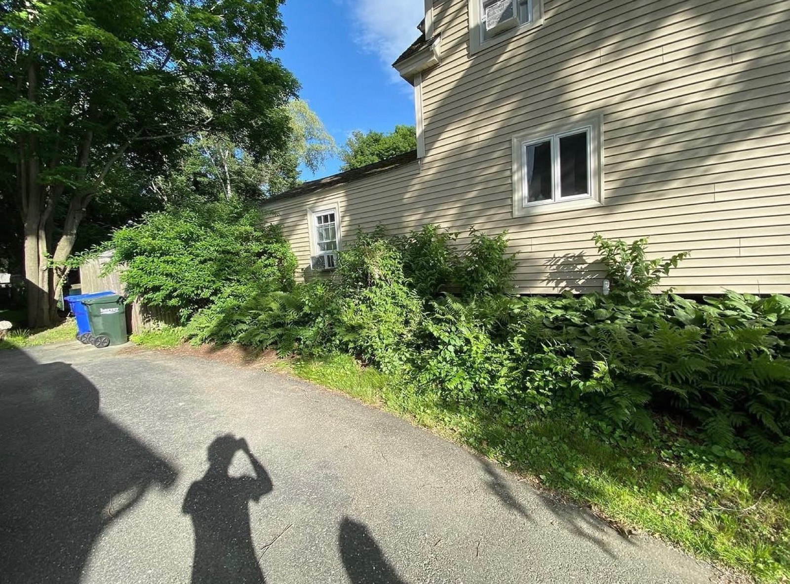 Before: overgrown brush against the house